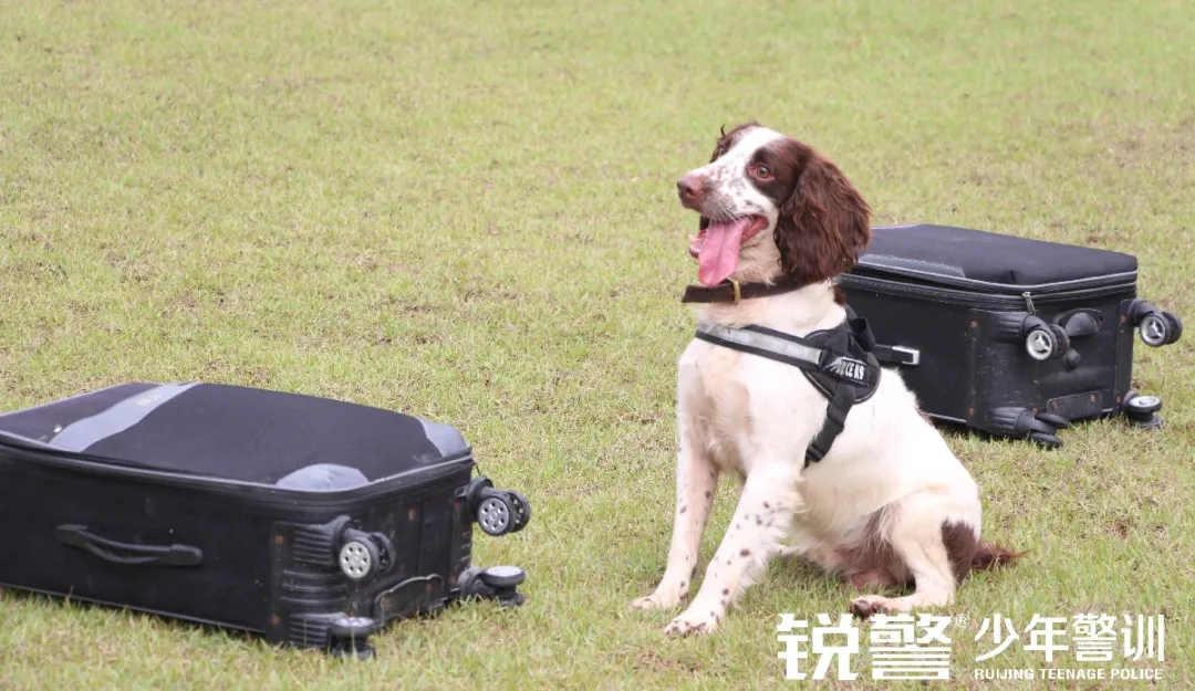 銳警少(shǎo)年(nián)警訓夏令營：雛鷹新飛(fēi)，溫室小(xiǎo)花(huā)蛻變之旅，成長(cháng)的(de)力量