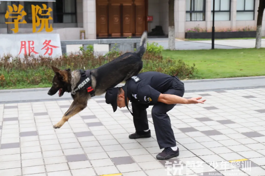 銳警少(shǎo)年(nián)警訓夏令營：雛鷹新飛(fēi)，溫室小(xiǎo)花(huā)蛻變之旅，成長(cháng)的(de)力量