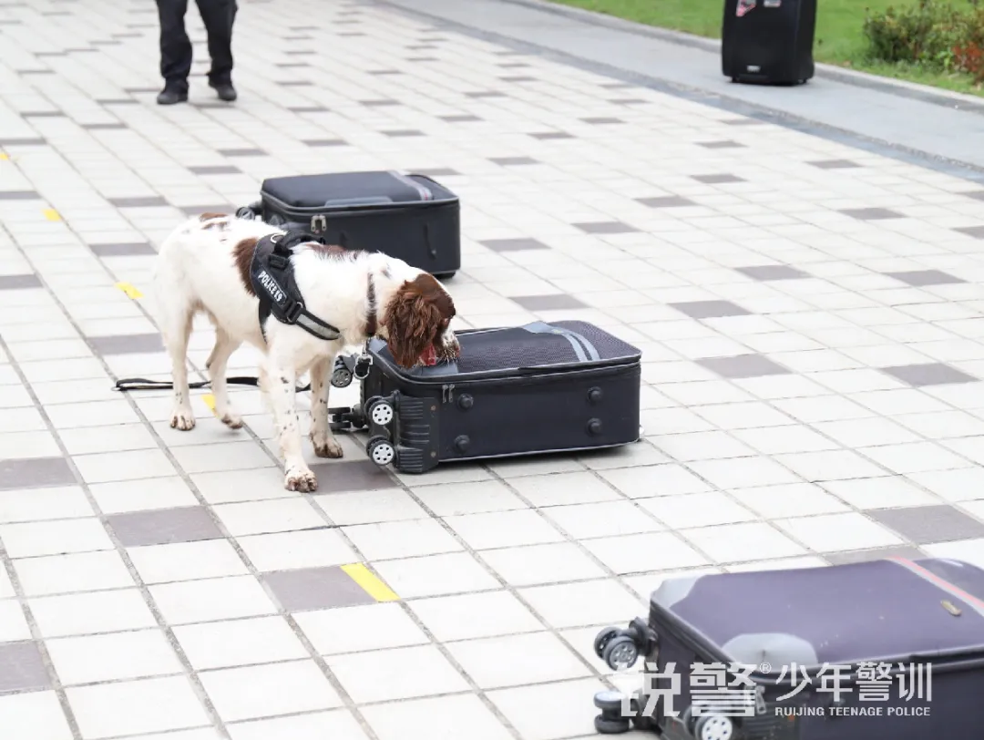 銳警少(shǎo)年(nián)警訓夏令營：雛鷹新飛(fēi)，溫室小(xiǎo)花(huā)蛻變之旅，成長(cháng)的(de)力量